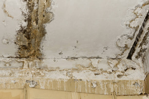 Mold Odor Removal Services in Cusseta, GA