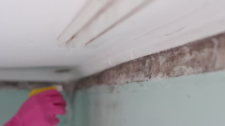 Best Asbestos and Lead Testing During Mold Inspection  in Cusseta, GA